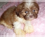 Small #4 Shih Tzu
