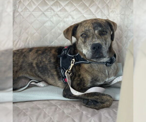 Medium Photo #4 Catahoula Leopard Dog-Unknown Mix Puppy For Sale in Ventura, CA, USA