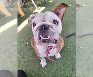 Bulldog Dogs for adoption in Woodland, CA, USA