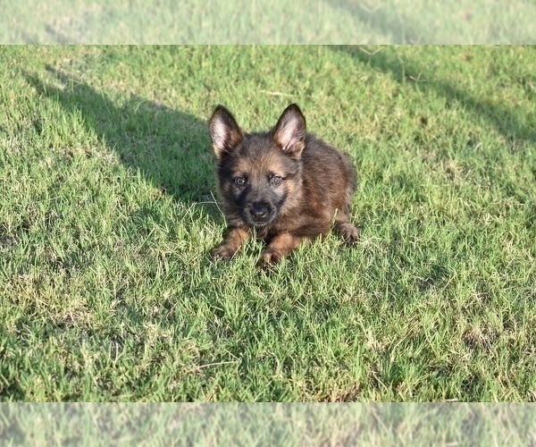 Medium Photo #14 German Shepherd Dog Puppy For Sale in ANNA, TX, USA