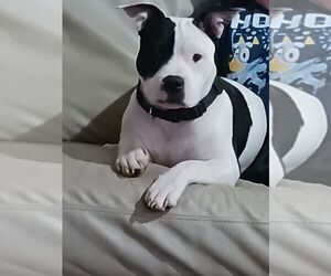 Bullypit Puppy for sale in MANCHESTER, NH, USA
