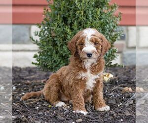 Goldendoodle (Miniature) Puppy for sale in LITITZ, PA, USA