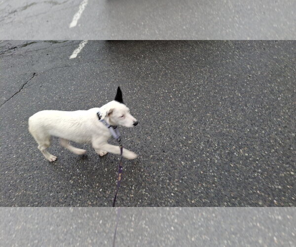 Medium Photo #29 Shollie Puppy For Sale in Sebec, ME, USA