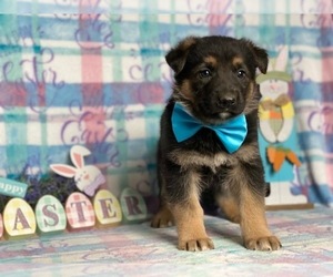 German Shepherd Dog Puppy for sale in LANCASTER, PA, USA