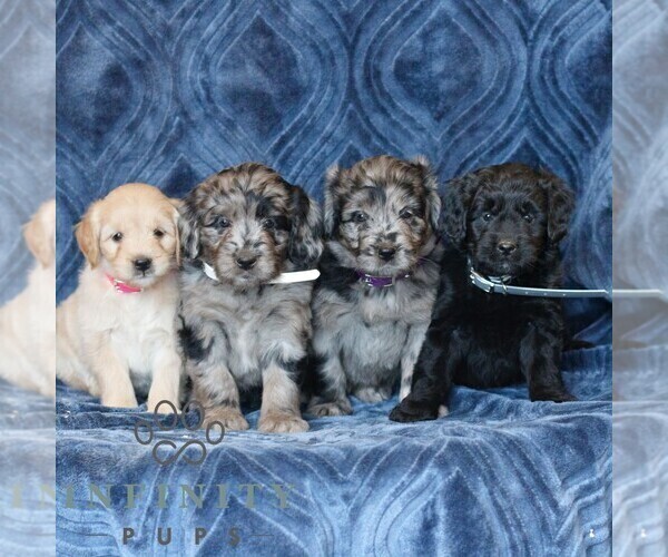 Medium Photo #3 Goldendoodle (Miniature) Puppy For Sale in NARVON, PA, USA