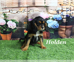 Small #1 Cavalier King Charles Spaniel