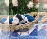 Small Photo #7 Dalmatian Puppy For Sale in VASSALBORO, ME, USA