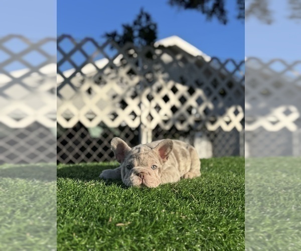 Medium Photo #6 French Bulldog Puppy For Sale in TOPANGA, CA, USA