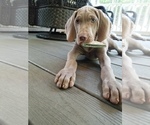 Small Photo #10 Weimaraner Puppy For Sale in BLOOMINGTON, IN, USA