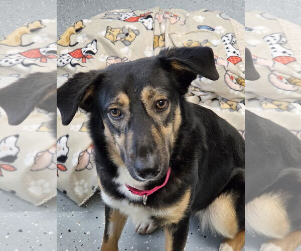 Medium Photo #1 Australian Shepherd-Unknown Mix Puppy For Sale in Greenville, IL, USA