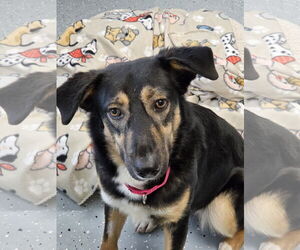 Australian Shepherd-Unknown Mix Dogs for adoption in Greenville, IL, USA