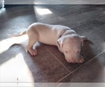 Small Photo #12 Dogo Argentino Puppy For Sale in RYAN, OK, USA
