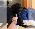 Small Photo #10 Goldendoodle Puppy For Sale in ASHEVILLE, NC, USA