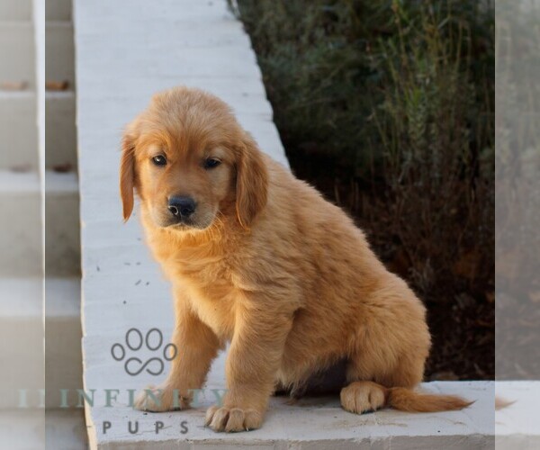 Medium Photo #2 Golden Retriever Puppy For Sale in NARVON, PA, USA