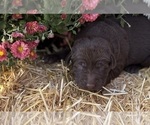 Small #16 Labrador Retriever