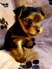 Yorkshire Terrier Puppy for sale in FAYETTEVILLE, GA, USA