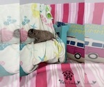 Small #8 French Bulldog