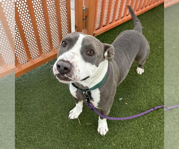 Medium Photo #1 Mutt Puppy For Sale in Las Vegas, NV, USA