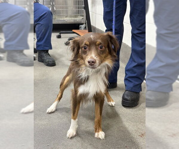 Medium Photo #1 Australian Shepherd Puppy For Sale in Forestville, MD, USA