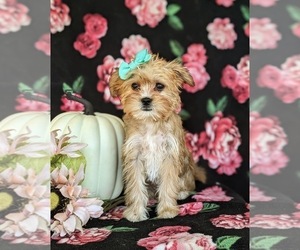 Shorkie Tzu Puppy for sale in KIRKWOOD, PA, USA