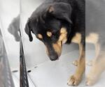 Small Rottweiler Mix