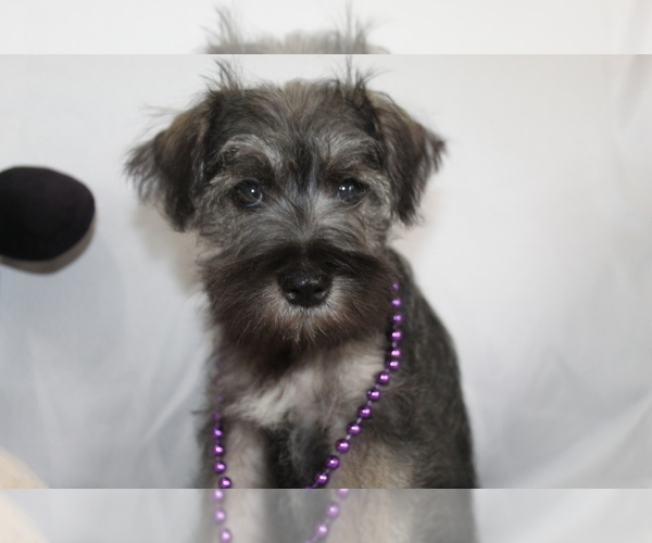 Medium Photo #1 Schnauzer (Miniature) Puppy For Sale in BROOKSVILLE, FL, USA