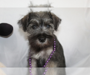Schnauzer (Miniature) Puppy for sale in BROOKSVILLE, FL, USA