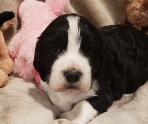 English Springer Spaniel Puppy for sale in GORMAN, CA, USA