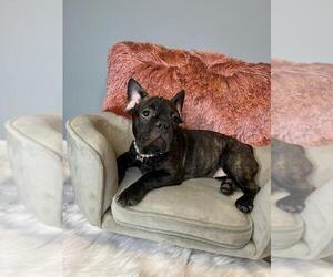 French Bulldog Puppy for sale in BOSTON, MA, USA