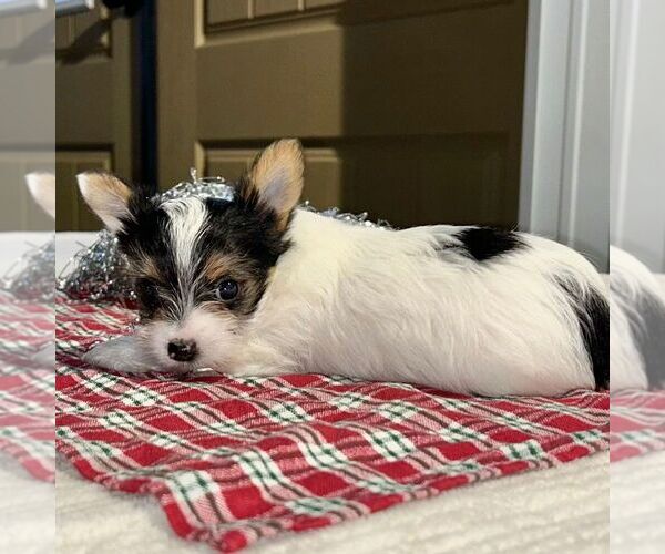 Medium Photo #3 Yorkshire Terrier Puppy For Sale in FREDONIA, PA, USA