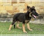 Small #3 German Shepherd Dog Mix
