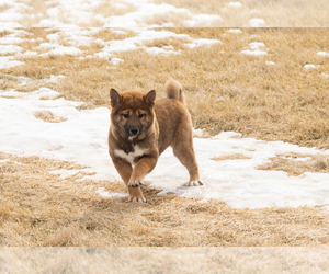 Shiba Inu Puppy for sale in MILLERSBURG, IN, USA