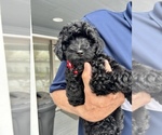 Small Photo #1 Goldendoodle-Poodle (Miniature) Mix Puppy For Sale in WICHITA, KS, USA