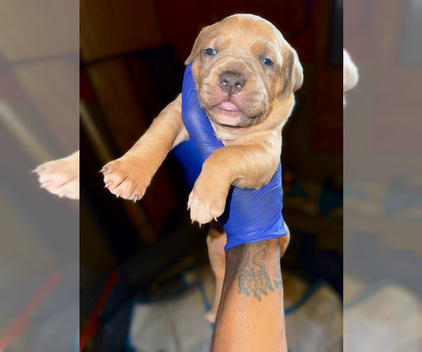 Medium Photo #10 American Bully Puppy For Sale in COLUMBUS, OH, USA
