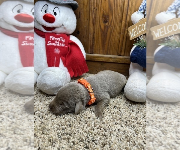 Medium Photo #5 Labrador Retriever Puppy For Sale in NEOLA, WV, USA