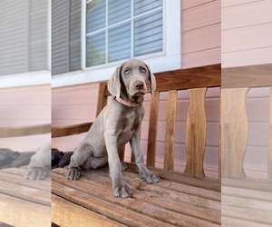 Weimaraner Litter for sale in SAN JOSE, CA, USA