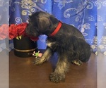 Small #18 Schnauzer (Miniature)