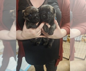 Cairn Terrier Litter for sale in DAYTONA BEACH, FL, USA