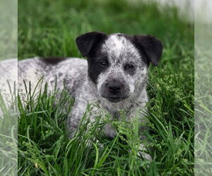 Mutt Dogs for adoption in Fargo, ND, USA