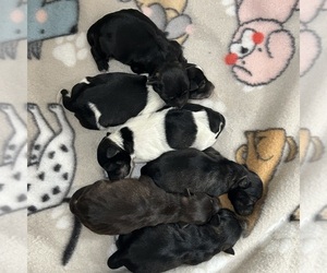Schnauzer (Miniature) Litter for sale in BRIDGETON, NJ, USA