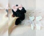Small #10 Poodle (Toy)