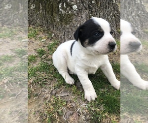 Australian Cattle Dog-Unknown Mix Puppy for sale in CARROLLTON, MS, USA