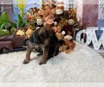 Small #7 Cane Corso