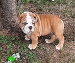 Small Photo #16 Bulldog Puppy For Sale in GREEN FOREST, AR, USA