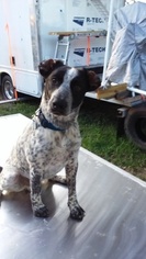 German Shorthaired Pointer-Unknown Mix Dogs for adoption in SAINT CLOUD, FL, USA