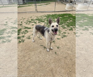 German Shepherd Dog Dogs for adoption in Maquoketa, IA, USA