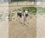 Small German Shepherd Dog