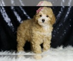 Small Photo #85 Poodle (Toy) Puppy For Sale in WARSAW, IN, USA