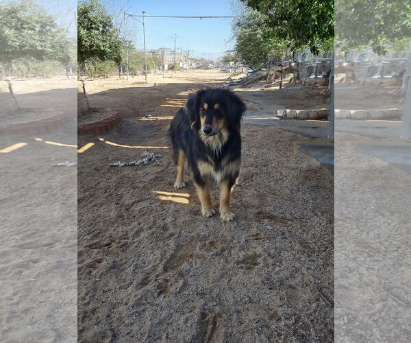 Medium Photo #4 Australian Mountain Dog Puppy For Sale in Apple Valley, CA, USA