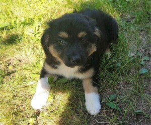 Border Collie-English Shepherd Mix Puppy for sale in NOVI, MI, USA